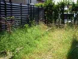 雑草の庭ビフォー